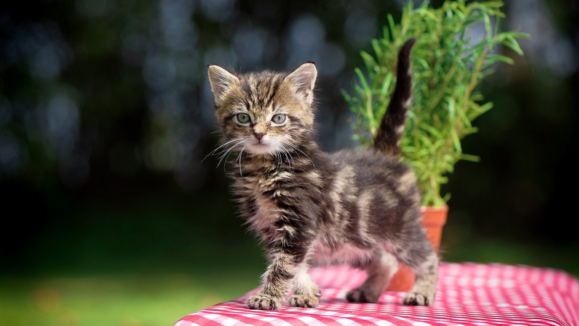 从嘘声到掌声，曼城王朝与恩比德的破茧之夜