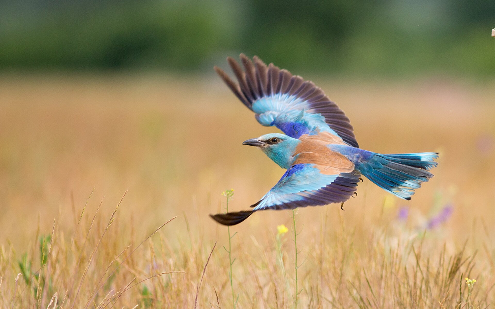尼日利亚强压下的中国棋局与维尼修斯式破局，压力如何淬炼真金